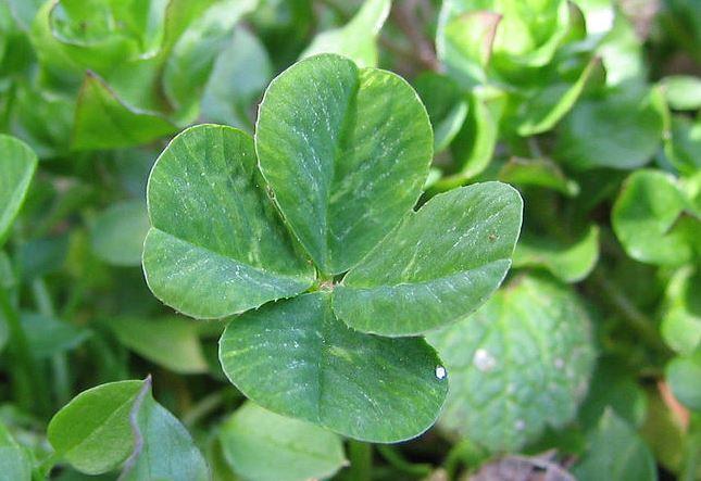 Four Leaf Clover